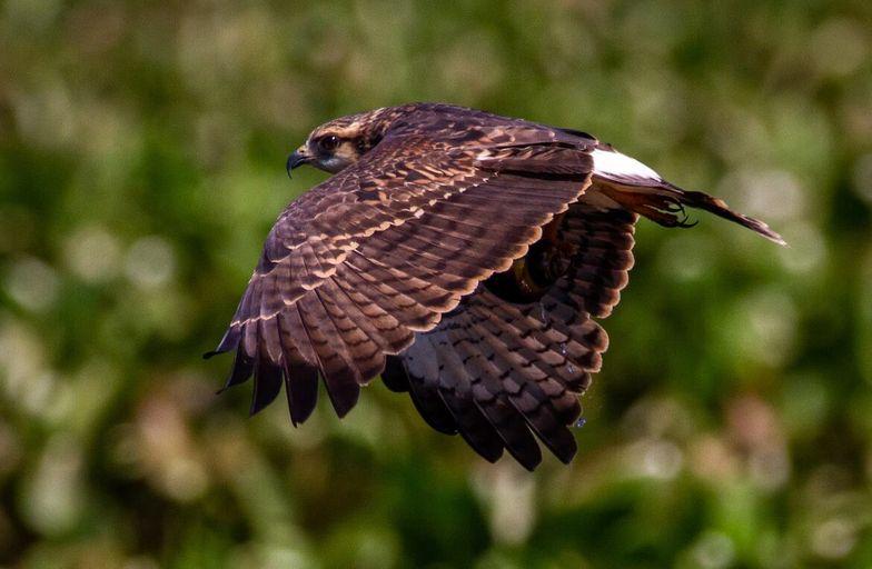 A hawk soaring through the air