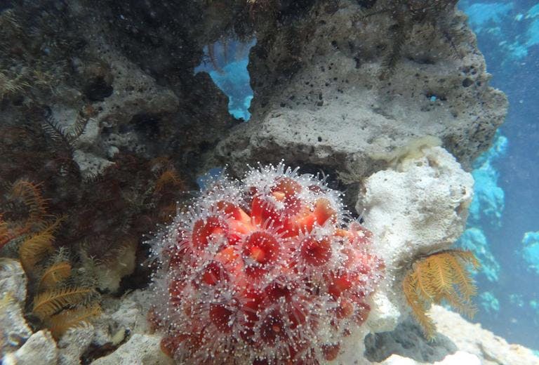 sea urchins and coral reef at the marine biology research center