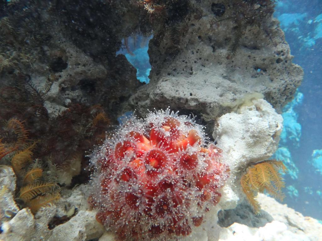 sea urchins and coral reef at the marine biology research center